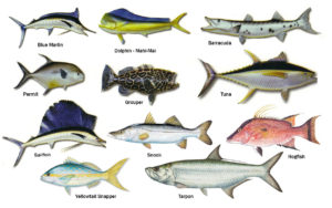 Fishing the Florida Keys