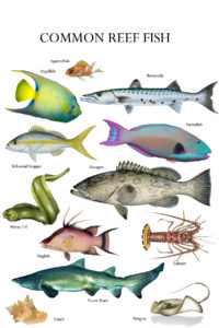Reef Fish Identifier