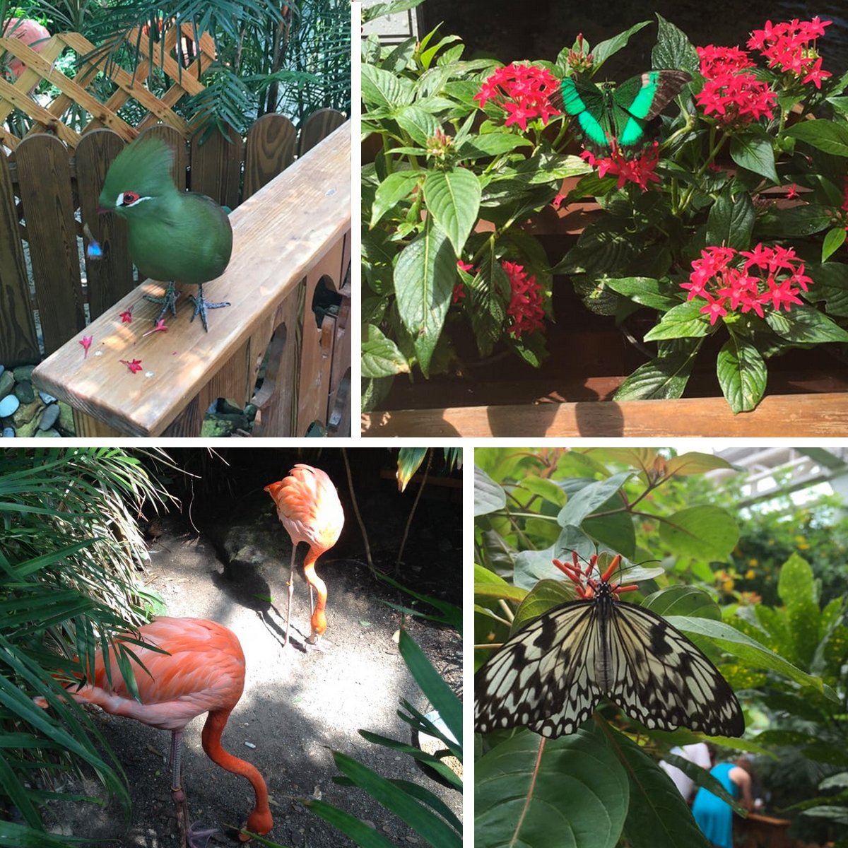 The Key West Butterfly And Nature Conservancy