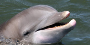 The Dolphin Research Center
