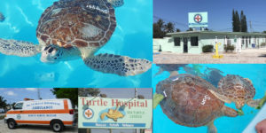 The Turtle Hospital