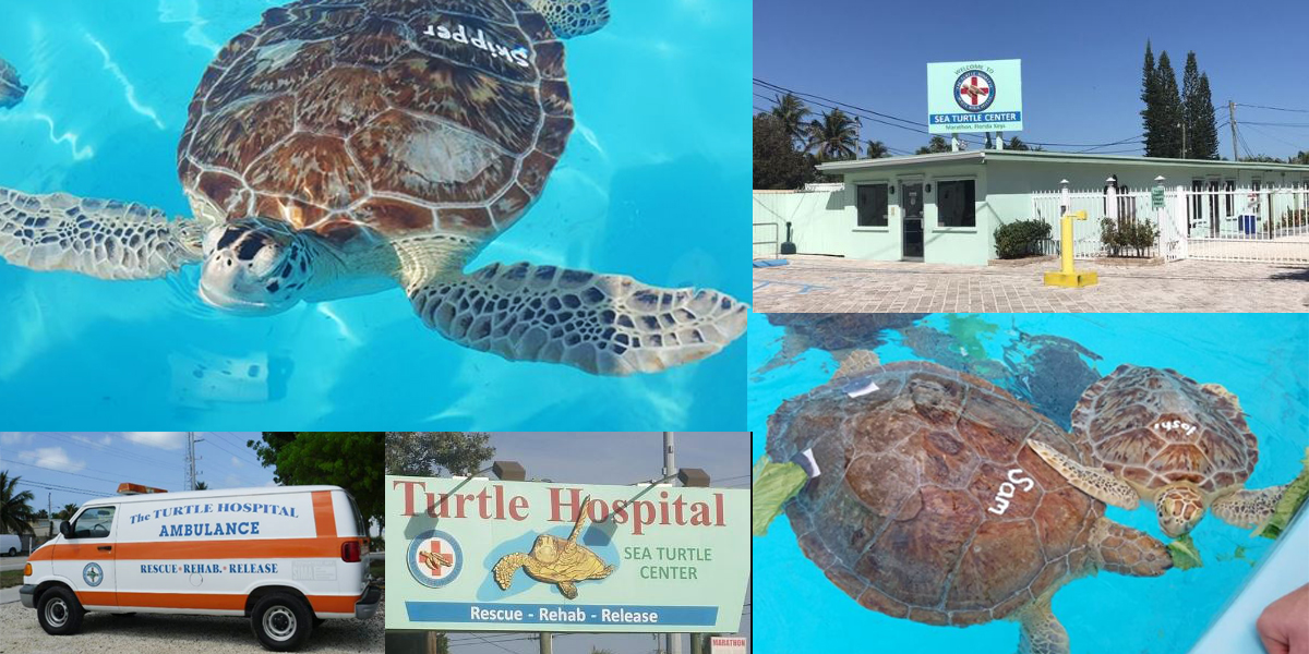 The Turtle Hospital