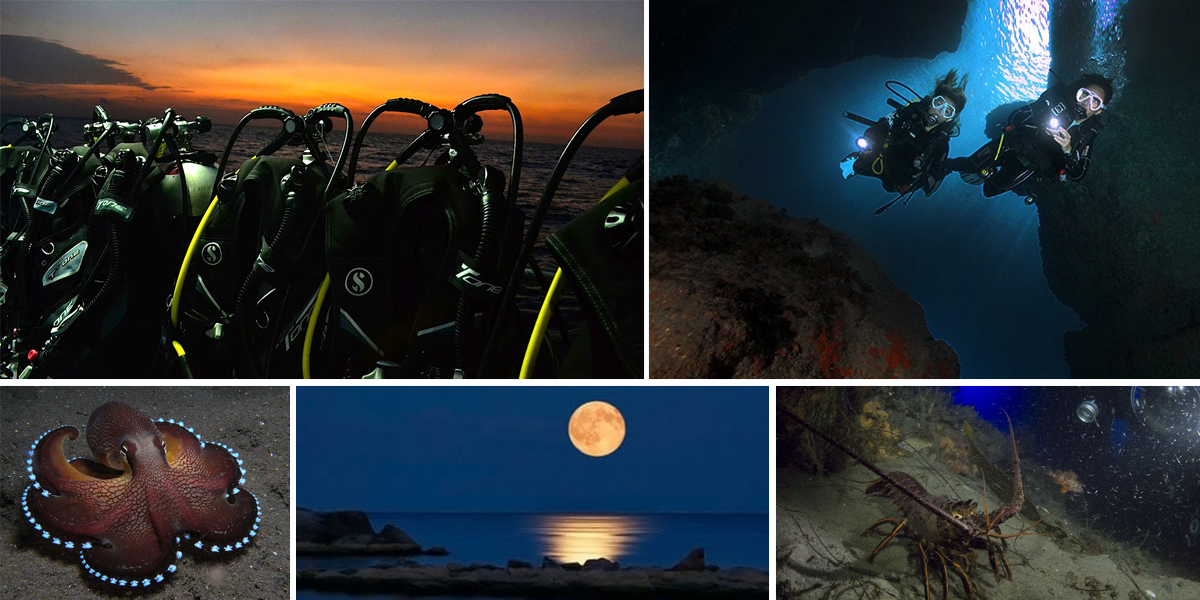 Twilight Diving – Experience an underwater world after dark