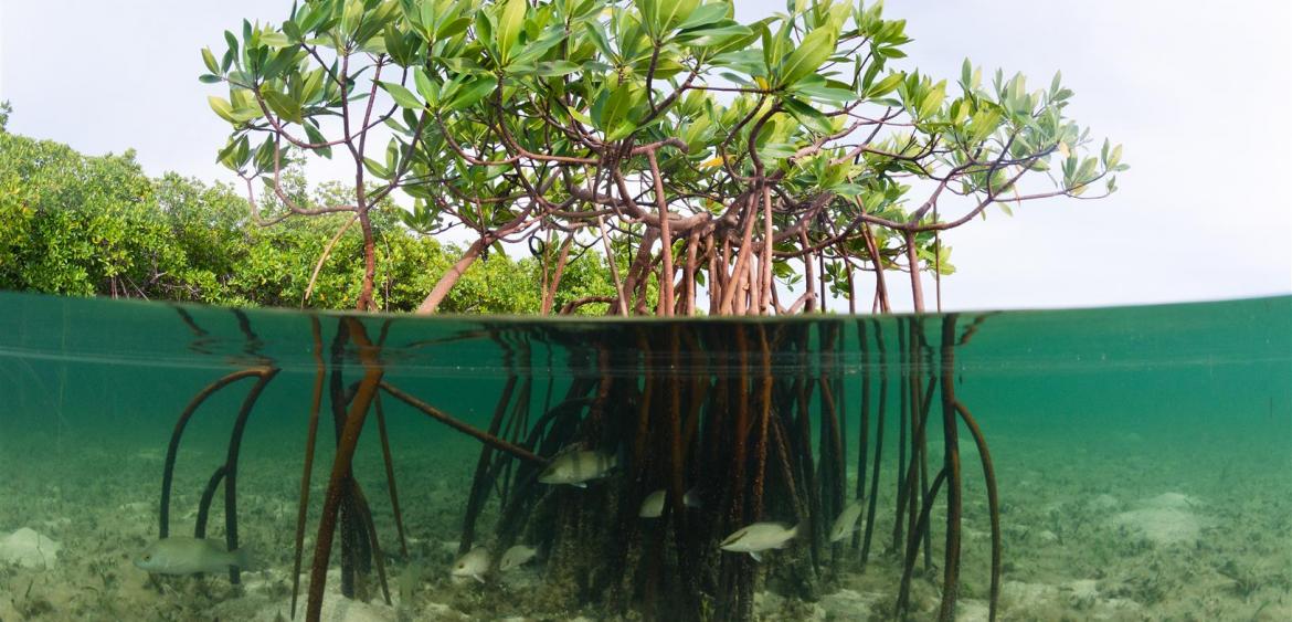 Mangroves 101